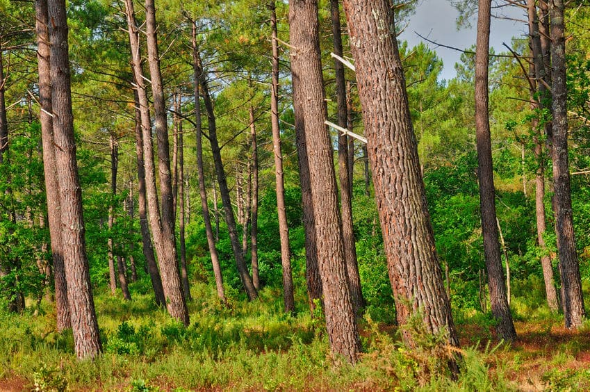 gironde, maritime pines in la foret des landes